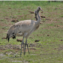 Common_Cranes_(Grus_grus)-_Immatures_at_Bharatpur_I_IMG_5656[1].jpg<>daru